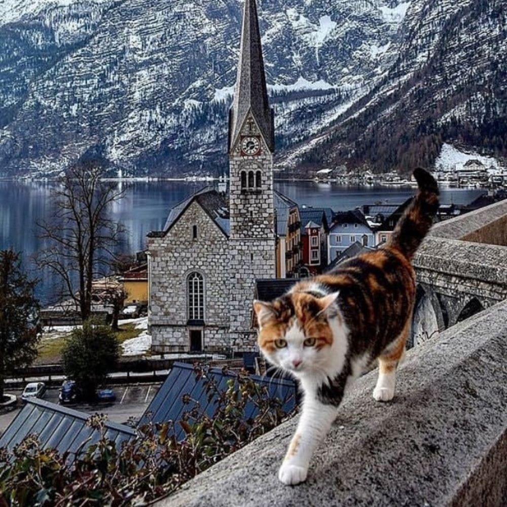 You Have Cat To Be Kitten Me